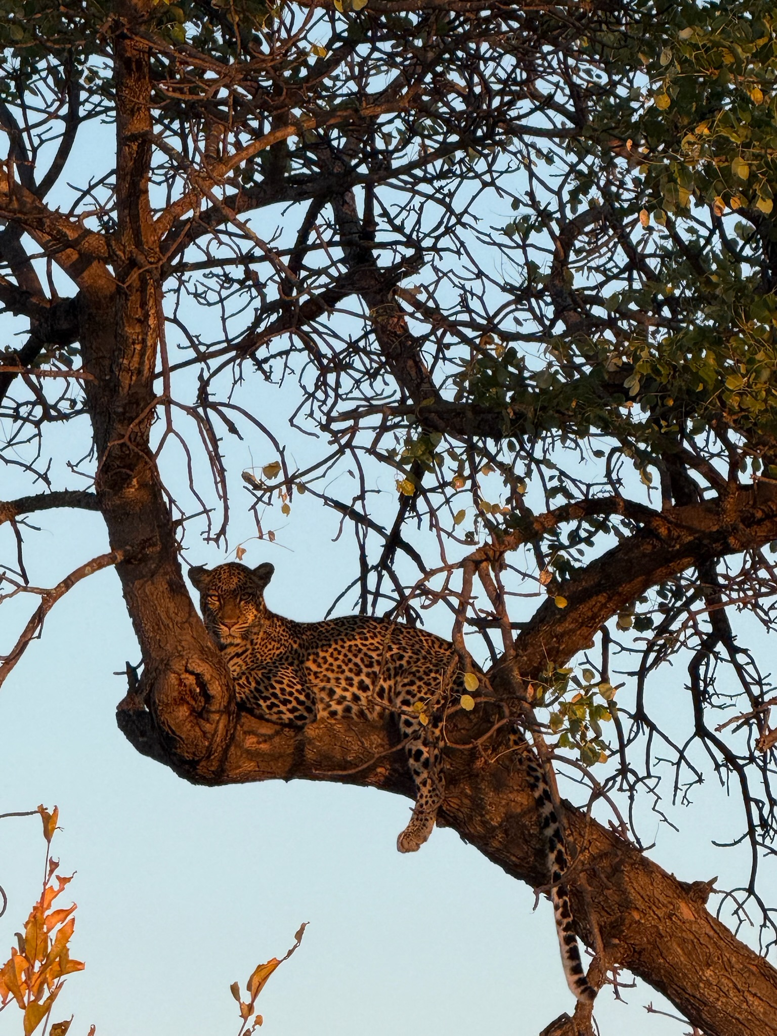 South Africa — luxury safari lodge